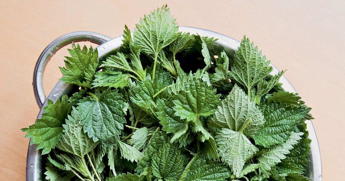 Жжётся для нас – витамины для кур!