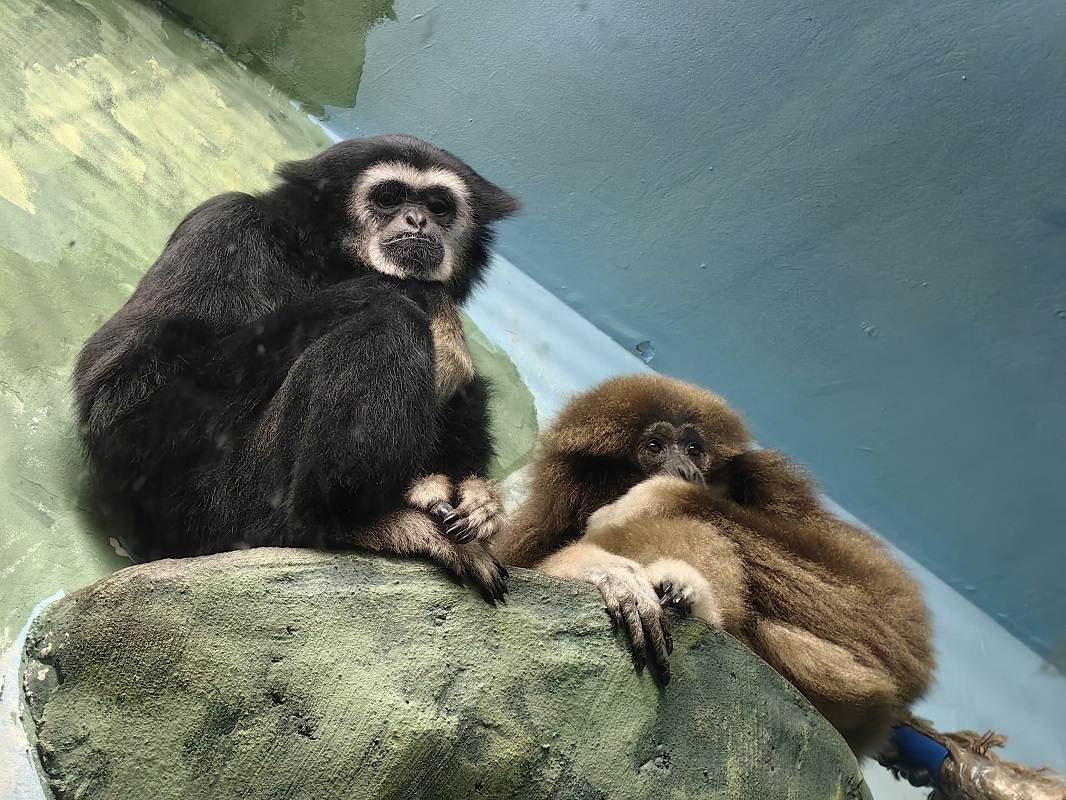 Задача гиббона – найти с общий язык с самкой Герой.  Фото: Фото предоставлено Екатеринбургским зоопарком
