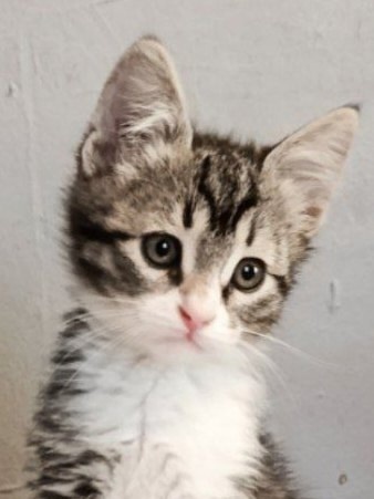 Перекинули через забор