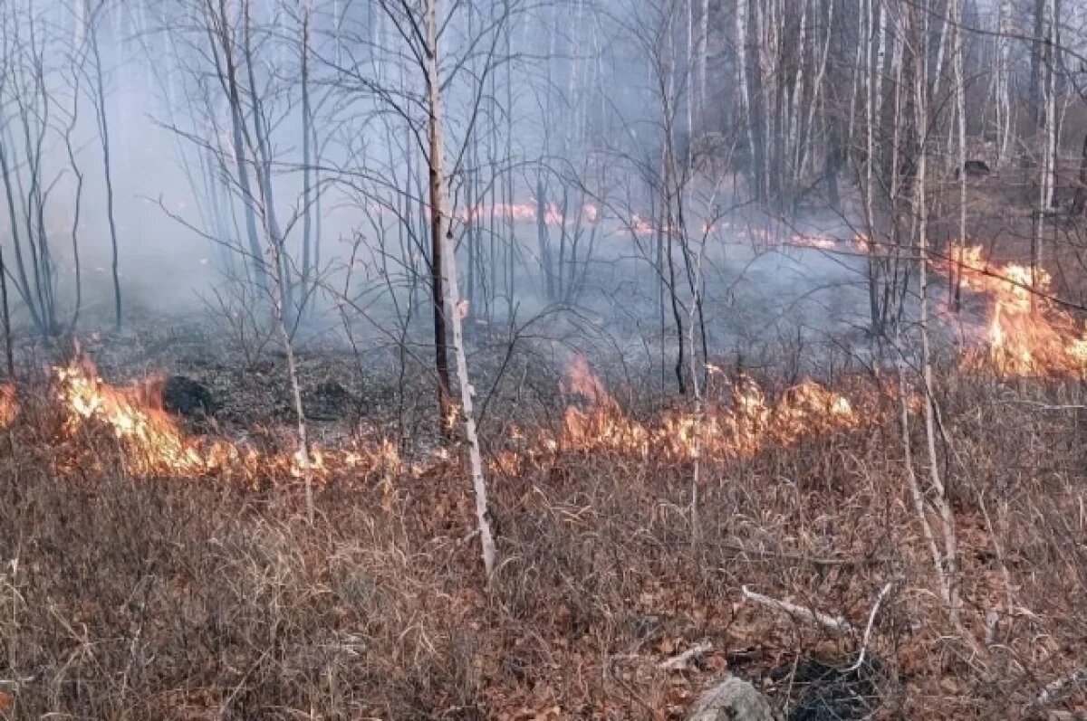    Трое спасателей, тушивших лесной пожар в Забайкалье, не выходят на связь