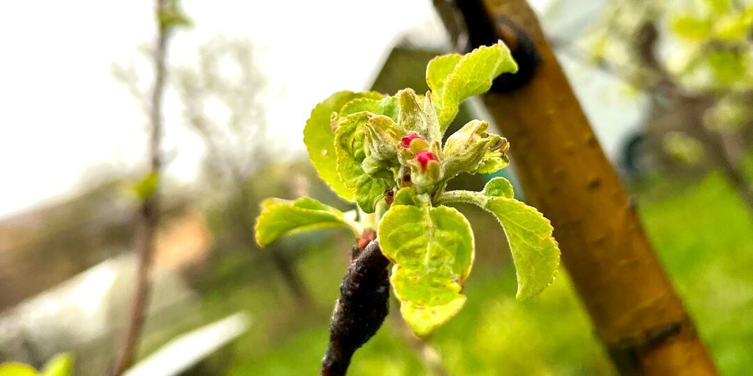 Опоздал с обработкой сада? Спокойно! Рассказываю, как я спас деревья после распускания почек.