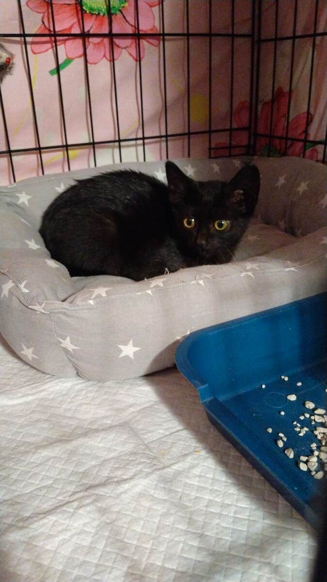 Малыш на передержке 