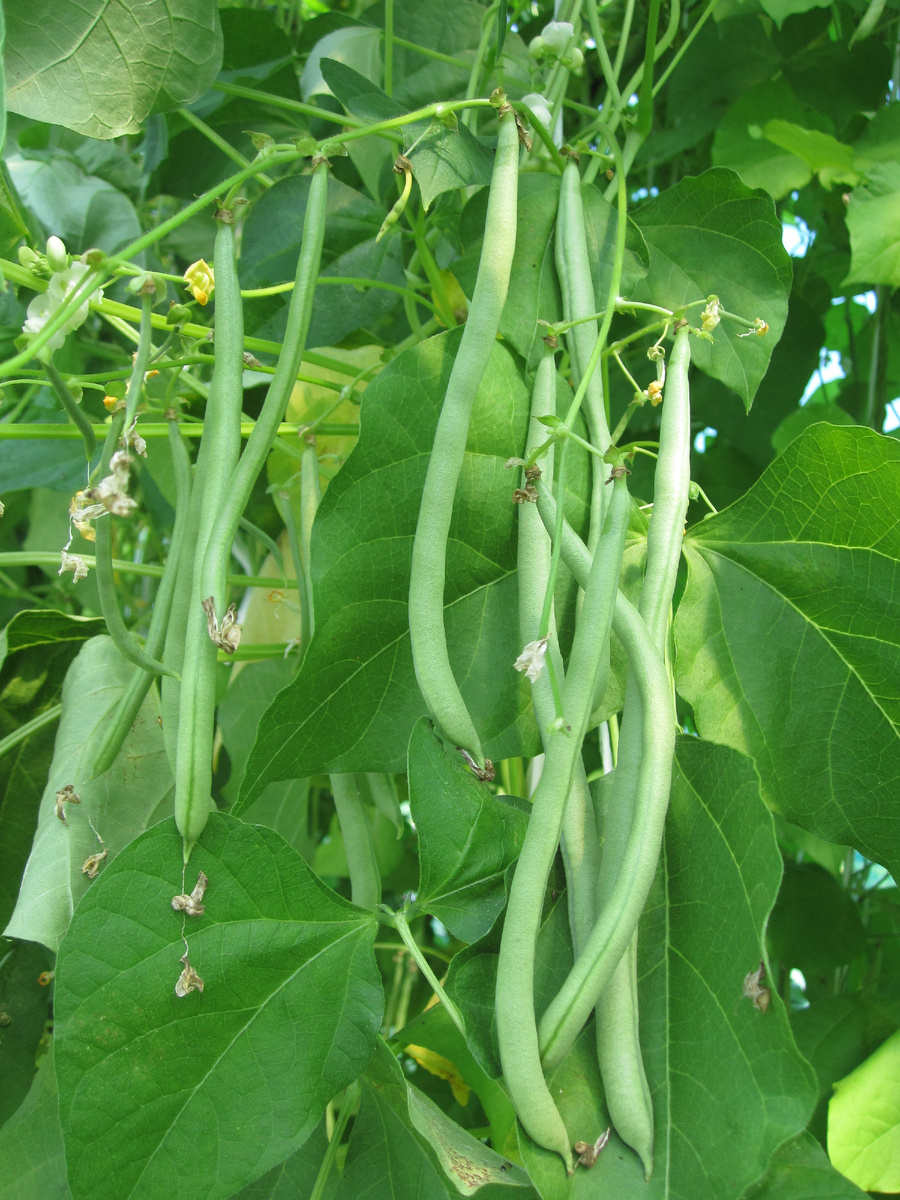 Фасоль Водопад зеленый от агрофирмы ГАВРИШ