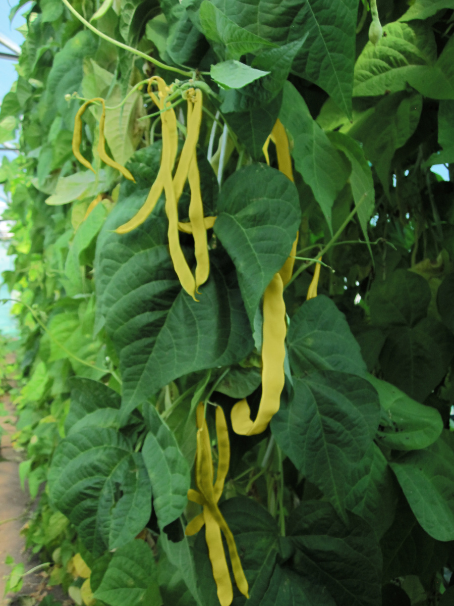 Фасоль Водопад желтый ог агрофирмы ГАВРИШ