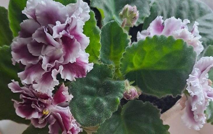 Фиалки взбунтовались? Этот дешёвый ингредиент заставит их цвести как сумасшедшие