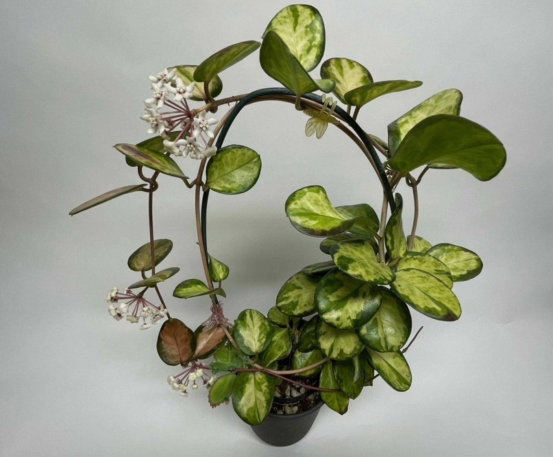 Хойя Australis Lisa