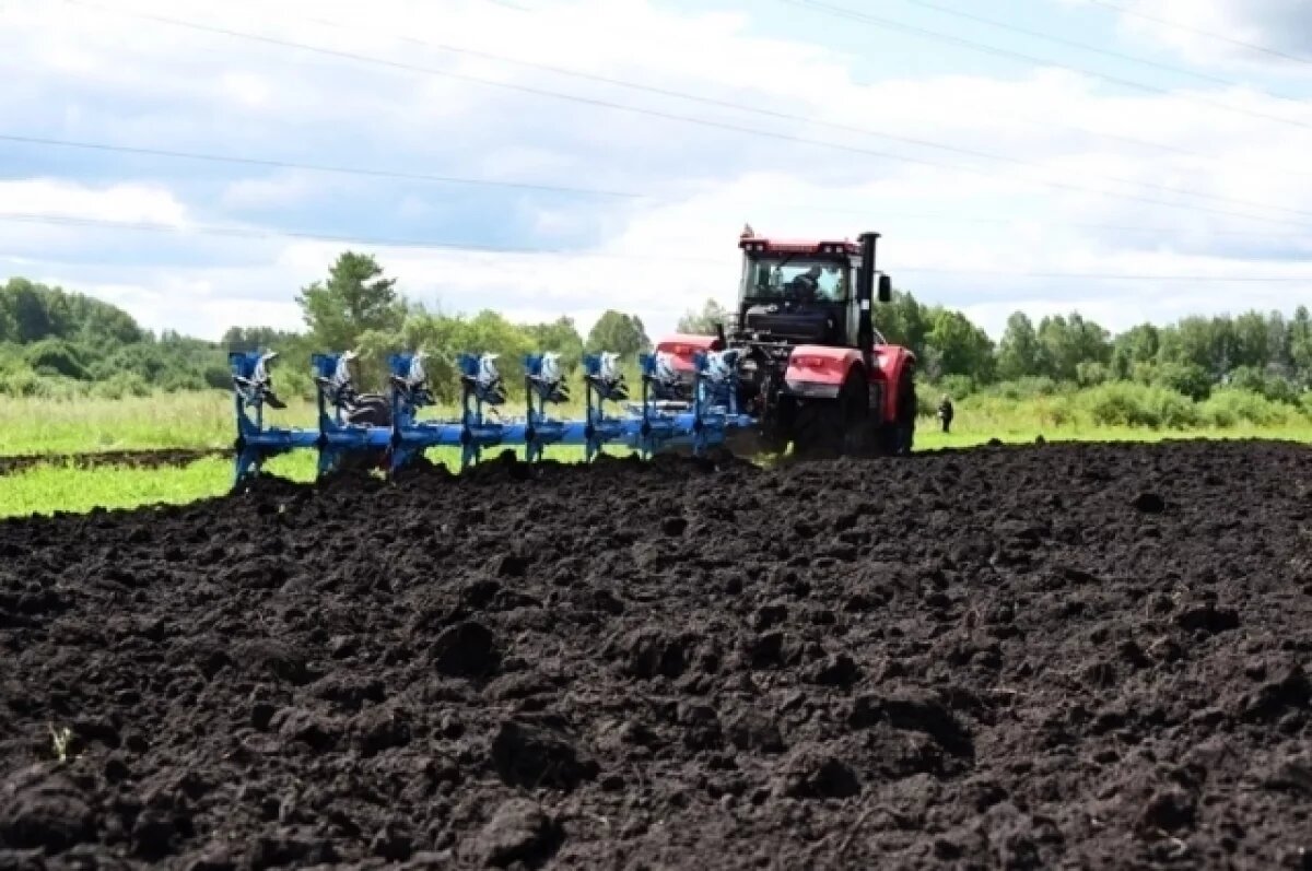    Почти половину всех посевных площадей в регионе займут кормовые культуры.