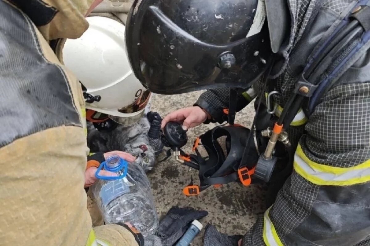    В Ижевске пожарные вытащили из полыхающей квартиры мужчину с кошкой