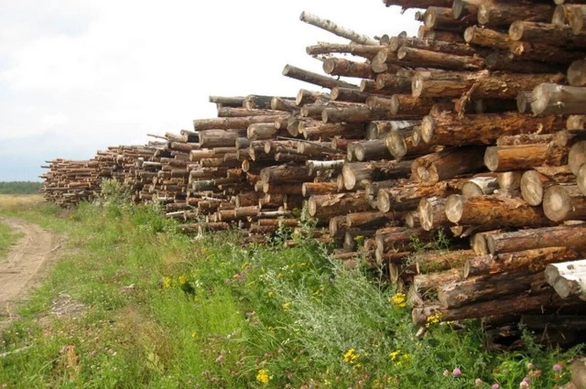   Древесину с 3 видами вредителей хотели отправить из Прикамья в Астрахань