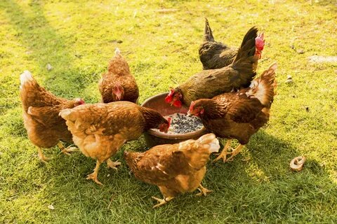 Видите этот азарт? Они чувствуют пользу!