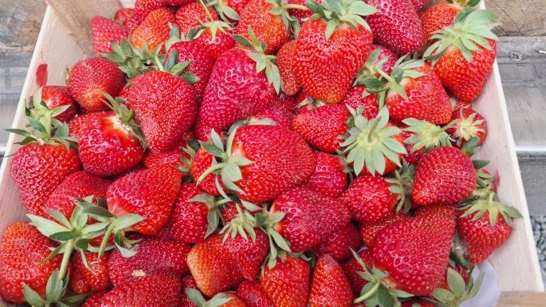 Фото предоставлено пресс-службой Уральского управления Россельхознадзора 