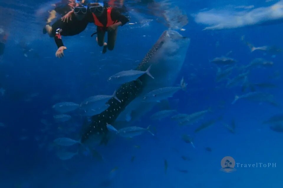 Снорклинг с китовыми акулами на острове Себу в Ослобе на Филиппинах