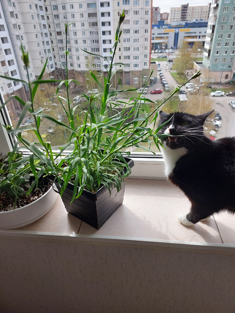 Хищник.. дикий зверь!)