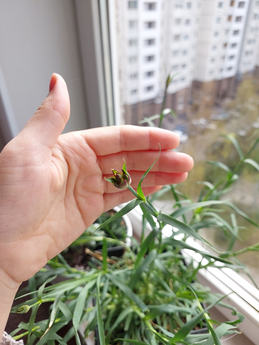 Такие бутончики заложены на каждой веточке