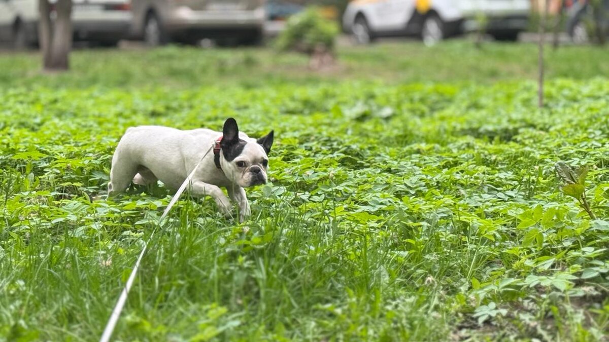 Хрюша. Утренняя прогулка.