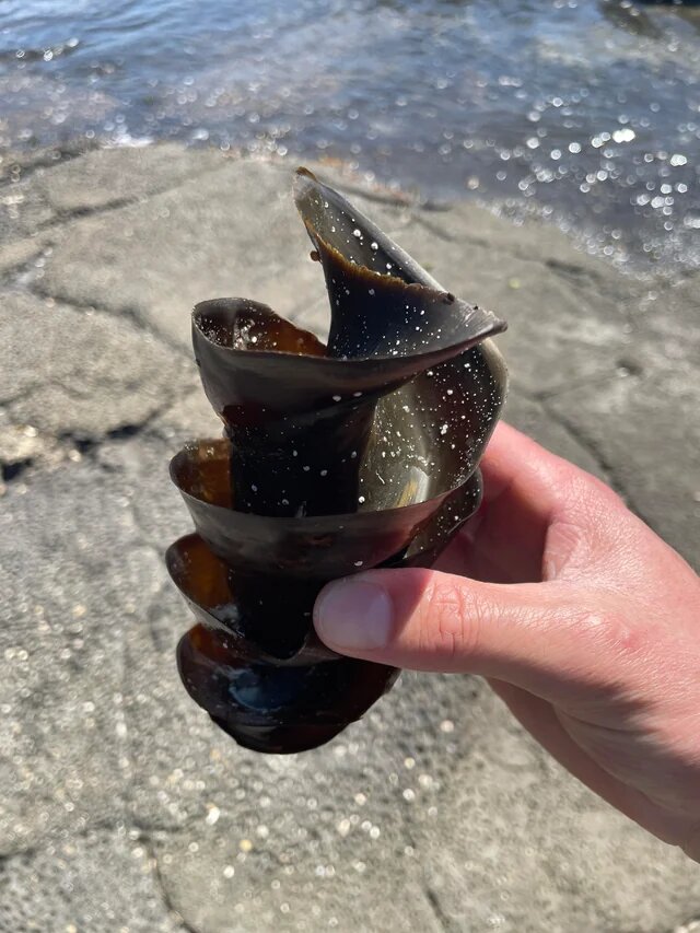 Яйцо бычьей акулы