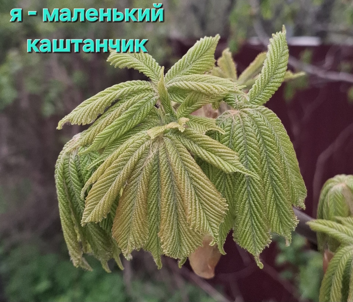 Вот я, конечно, протупила. Номер телефона указала для помощи нашим ребятам, а карту - нет. Не все ведь умеют отправлять по номеру телефона. Сразу стали спрашивать, как это сделать. Простите, друзья. Мы уже собрали практически 20 тысяч. Мы молодцы с вами.