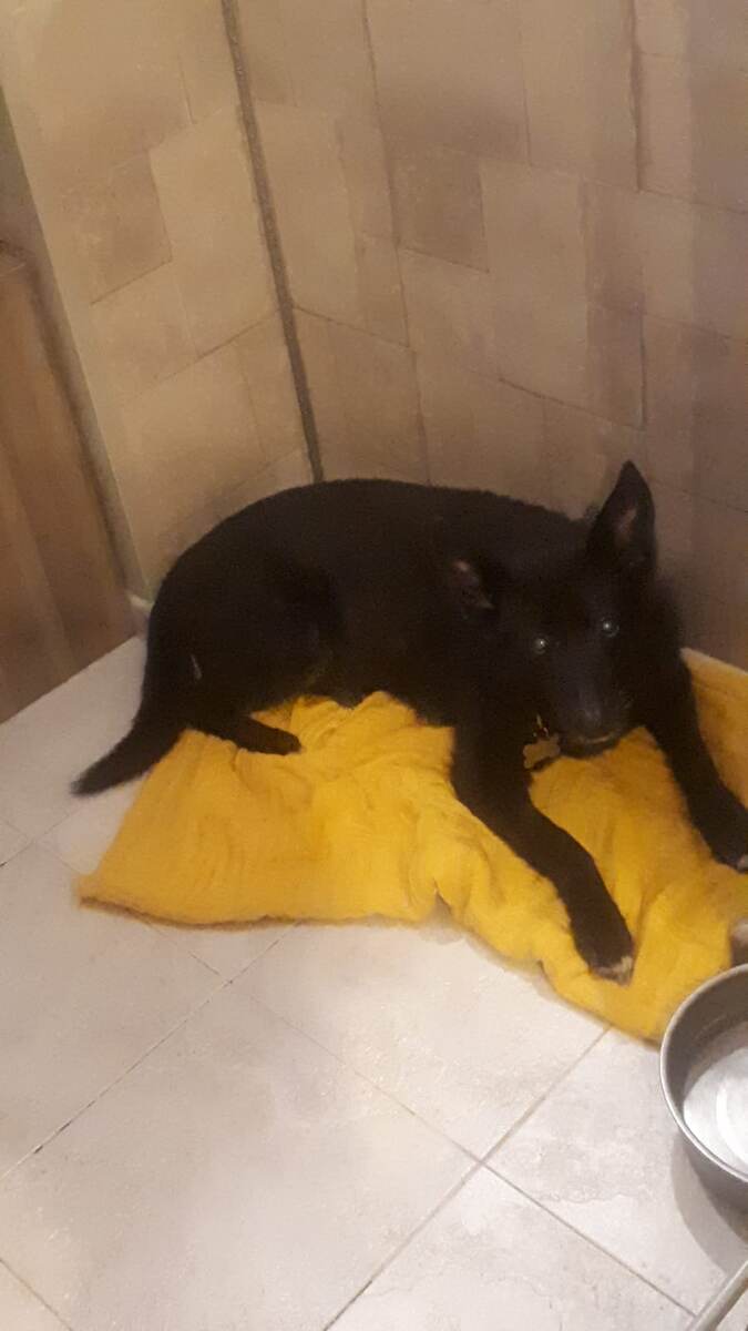 Прожив почти 15 лет в приюте, Молли стала домашней собакой