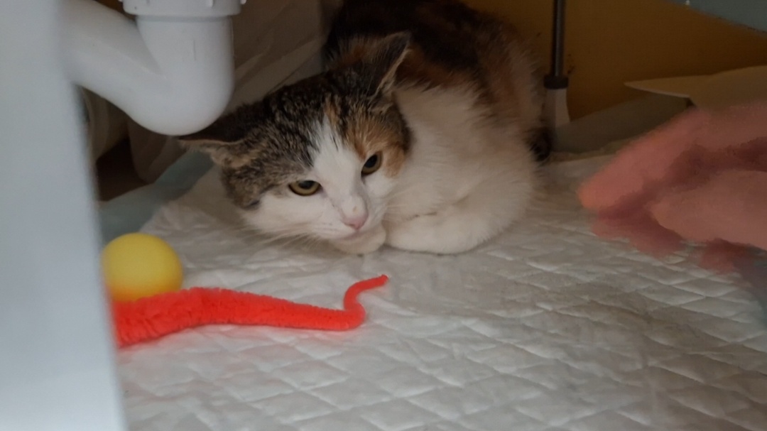 Феша в первые дни под ванной