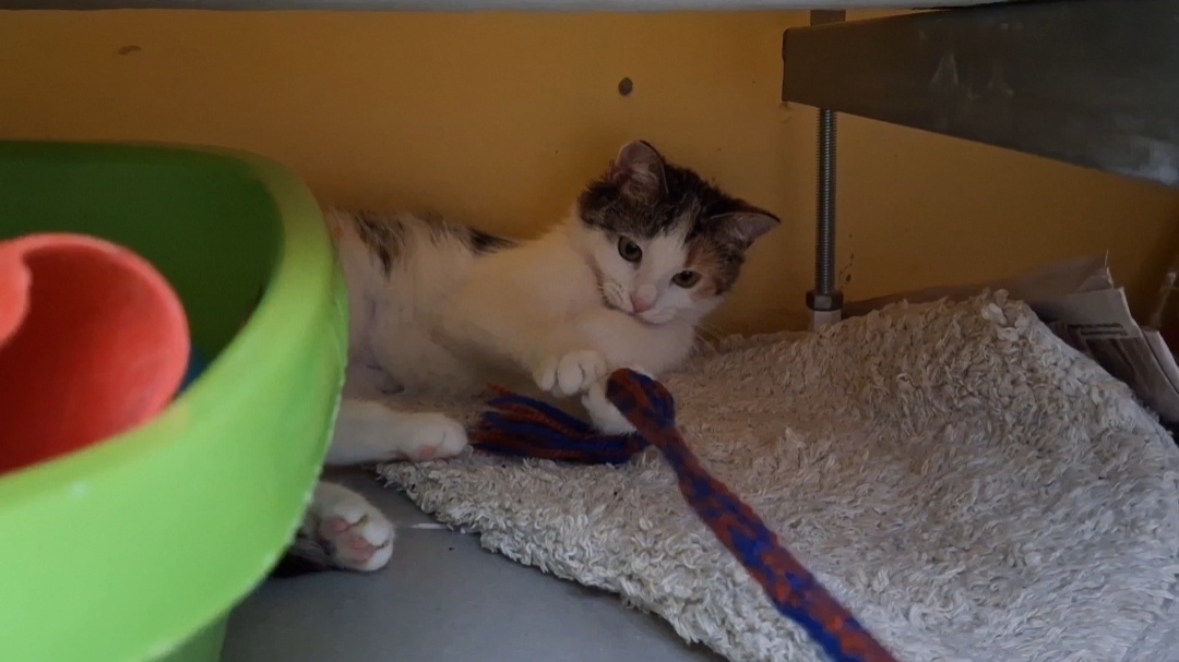 Феша робко играет, но все ещё прячется под ванной