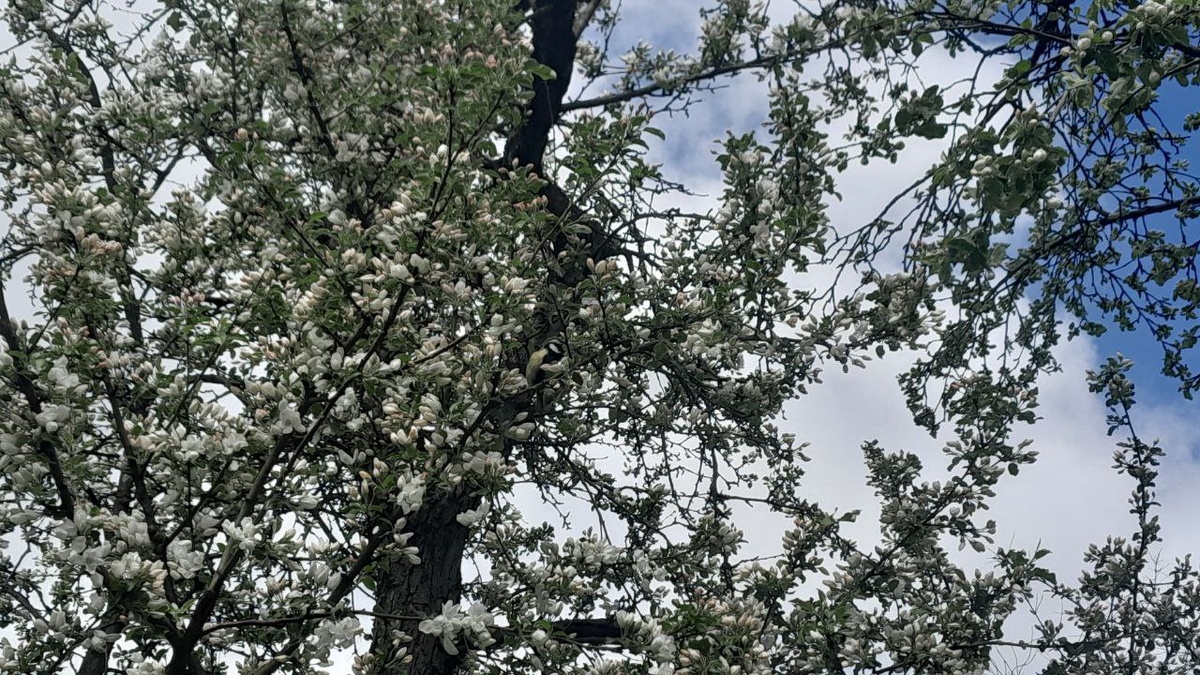 Найди синицу