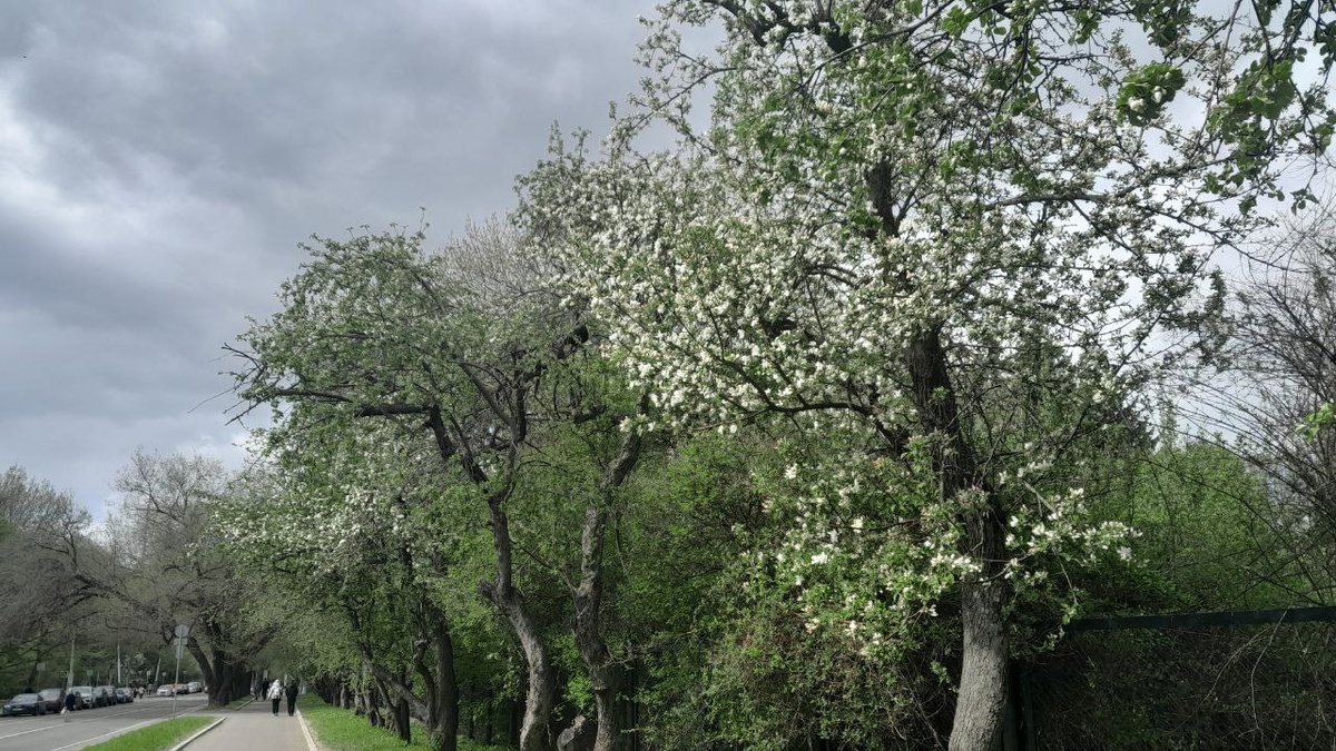 Справа за забором Ботанический сад МГУ