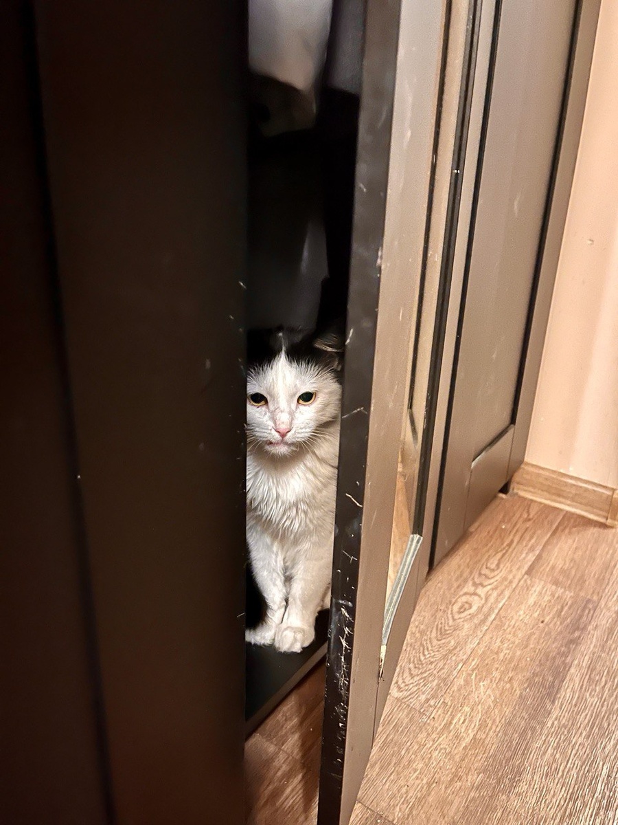 Нет, это не я Лизу в шкаф загнала. Просто она сама это место облюбовала. До нее там очень любил тусить брат Беляш. Это видно по двери, думаю. А еще она немного в дочкином макияже, Ксюша перед этим зеркалом красоту наводит. А я, как вы помните, в выходные уборку в режиме лайт делала. До шкафа не добралась.