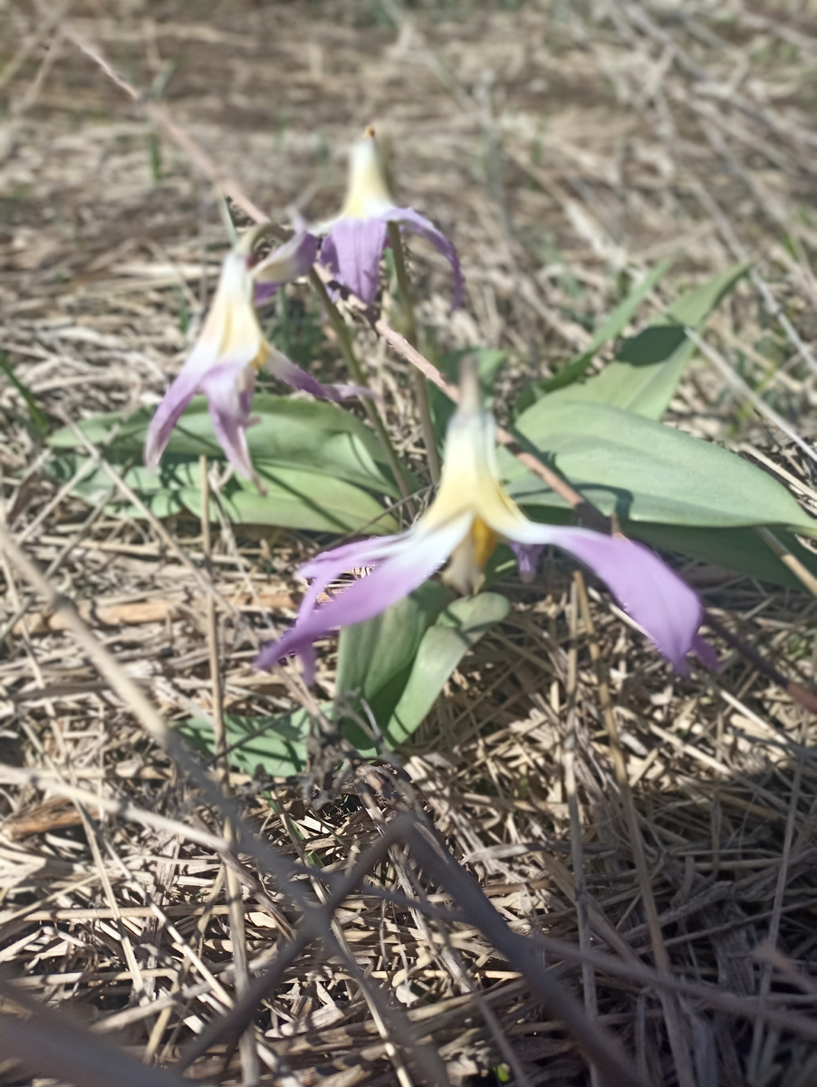 Подснежники