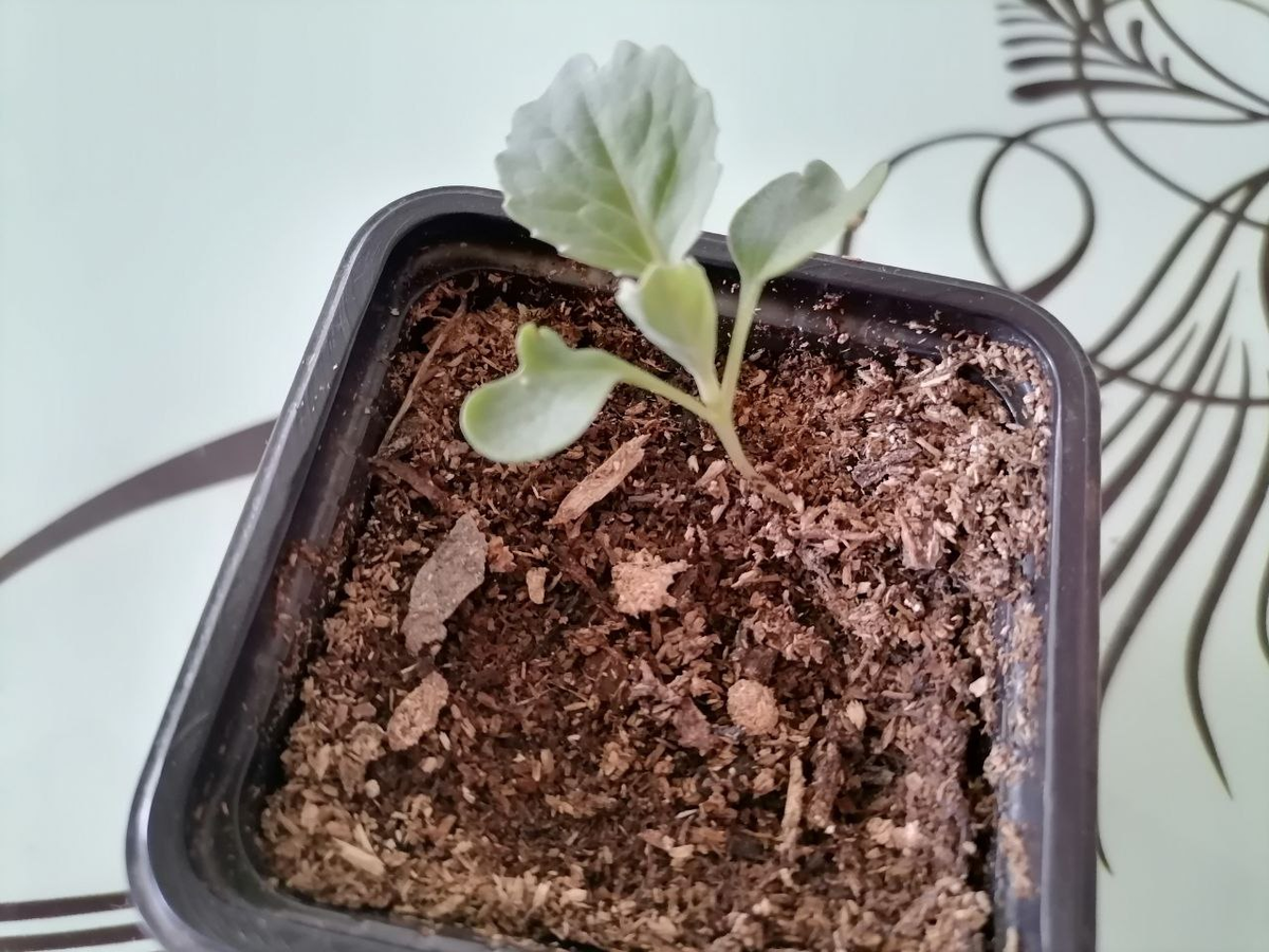 Капуста дома, под лампами не вытянулась, фото автора 