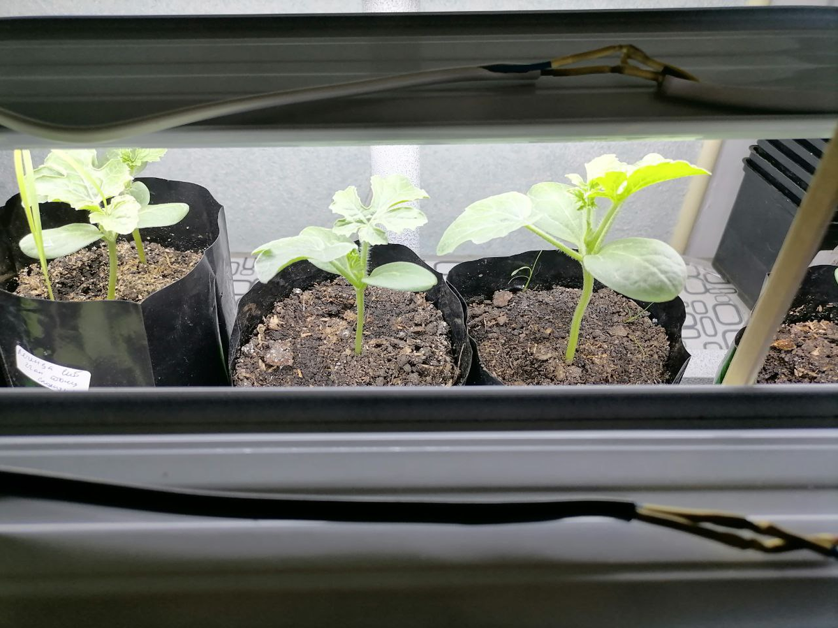 Рассада арбузов под лампой, фото автора