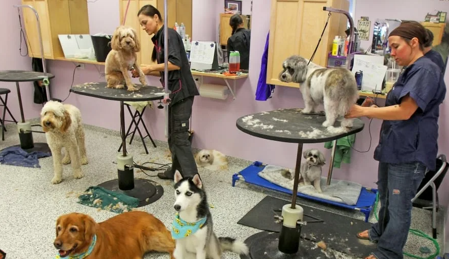 Бизнес идея по открытию груминг-салона для собак и кошек