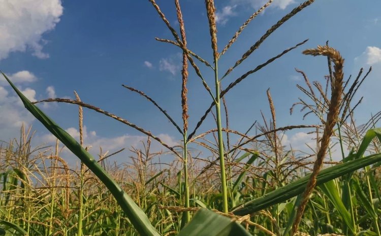   Факторы максимизации урожайности кукурузы