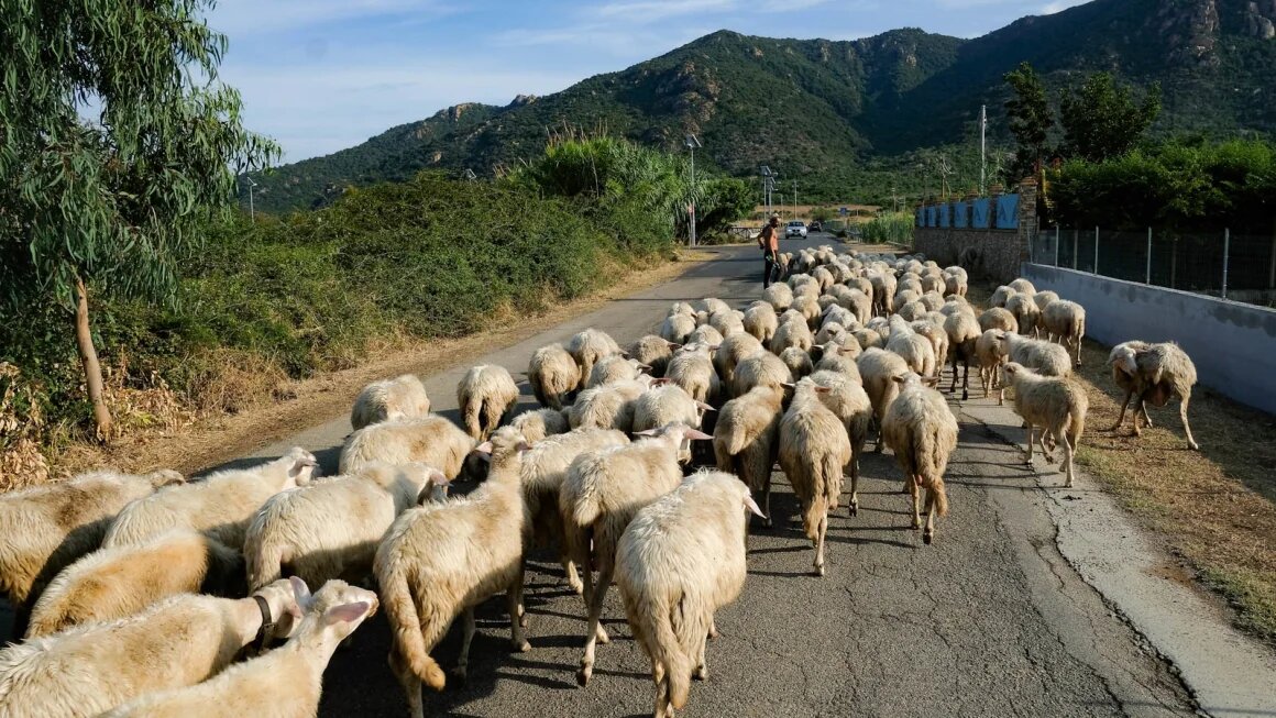 Касу марцу готовят из овечьего молока.