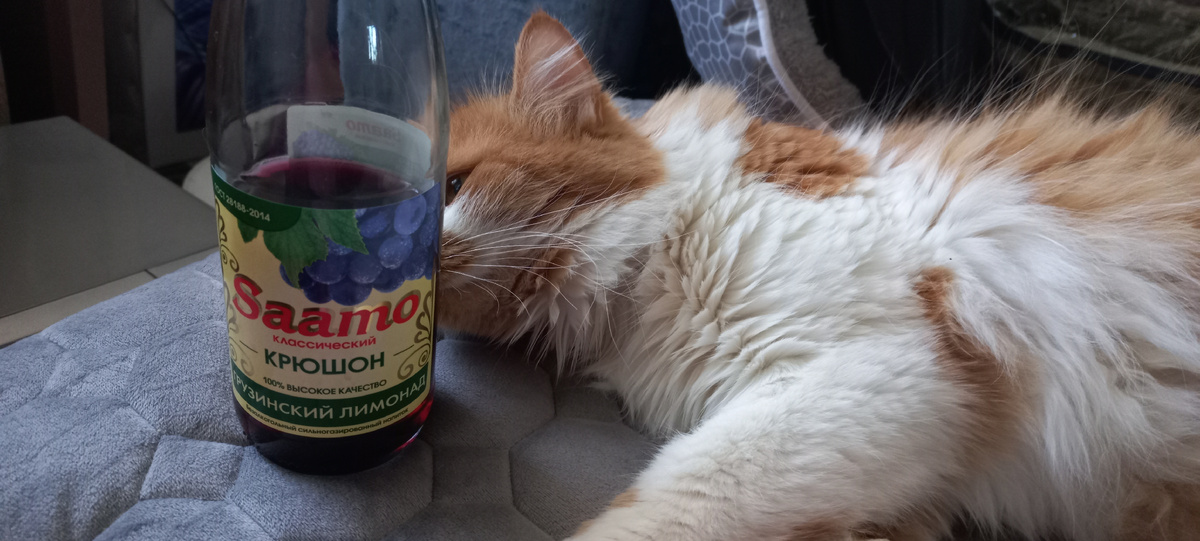 Фот мое, кот Степан