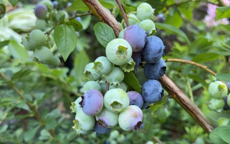 Голубика — королева кислых почв: как вырастить сладкий урожай