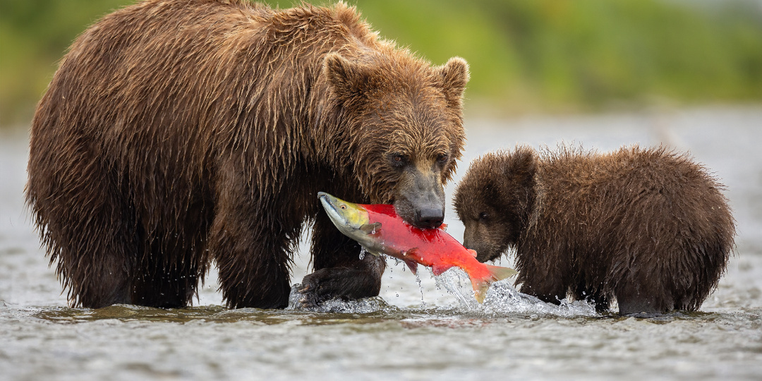 Камчатка-Камчатка, я тебя съем! Пробуем край медведей и вулканов на вкус