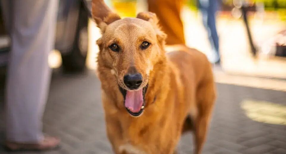    Пресс-служба Министерства сельского хозяйства и продовольствия Московской области