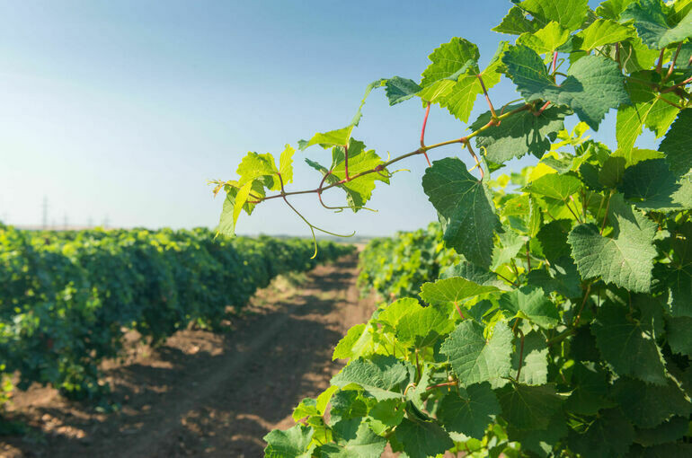   ГК «Абрау-Дюрсо»