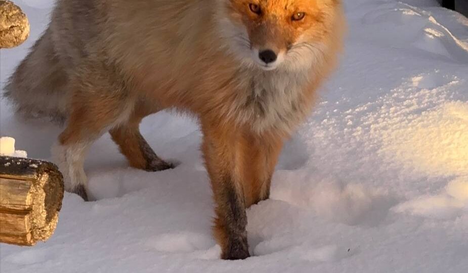 ☘️ Байкал потихоньку освобождается ото льда, весна неуклонно наступает, и разное зверье 🐿️🦊🐻вылезает из своих норок, они даже охотно