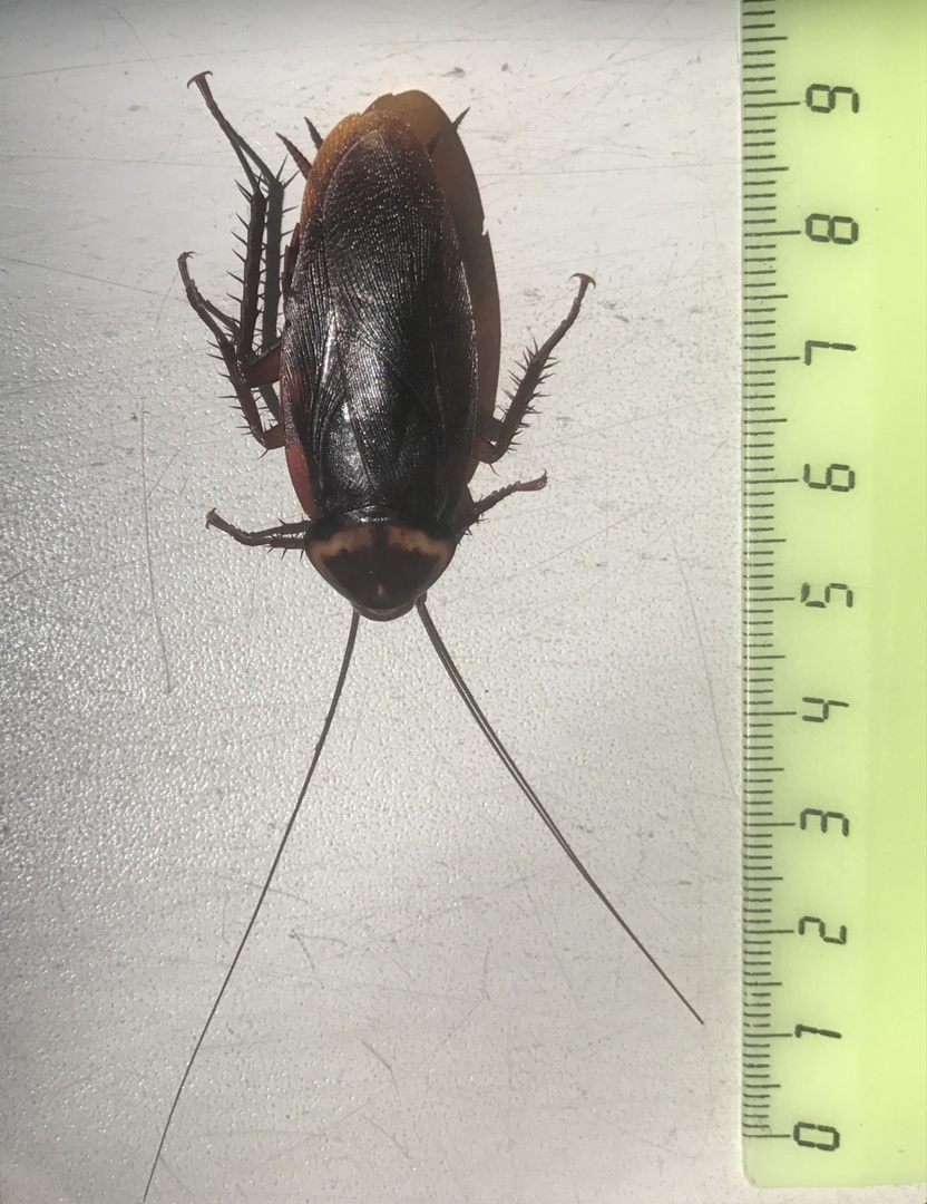    Черный таракан, Blatta orientalis. Фото: Сочинский национальный парк