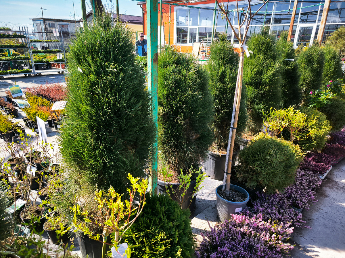 Крупномеры сосны "Green Tower" в СЦ. Приблизительно такого диаметра она и будет во взрослом возрасте, только выше намного.