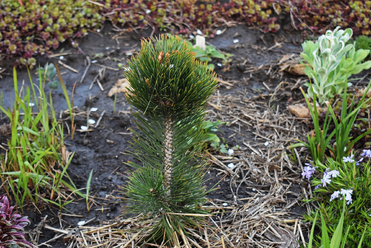 Мой саженец сосны "Green Tower"