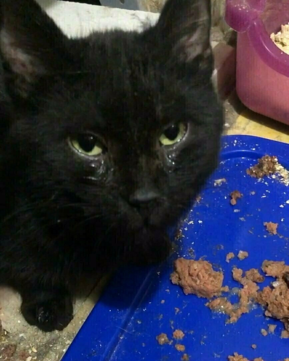 Русик после злополучного подвала