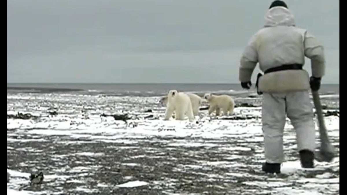 Встреча человека с белыми медведями. Стоп кадр из видео в публикации