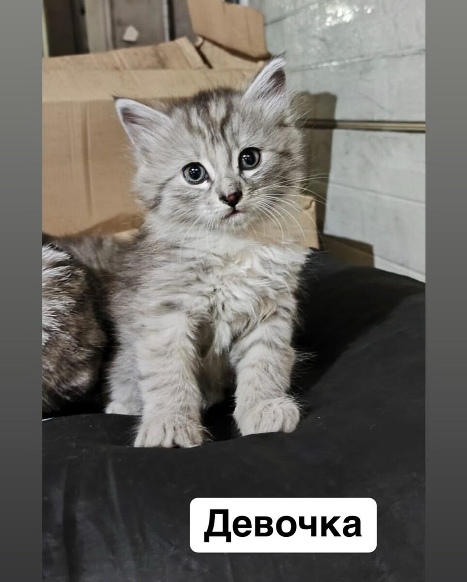 Ну это ж просто чудо какое-то!