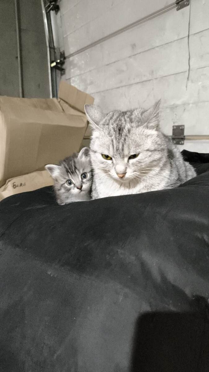 Всё семйство очень красивое. И в опасности