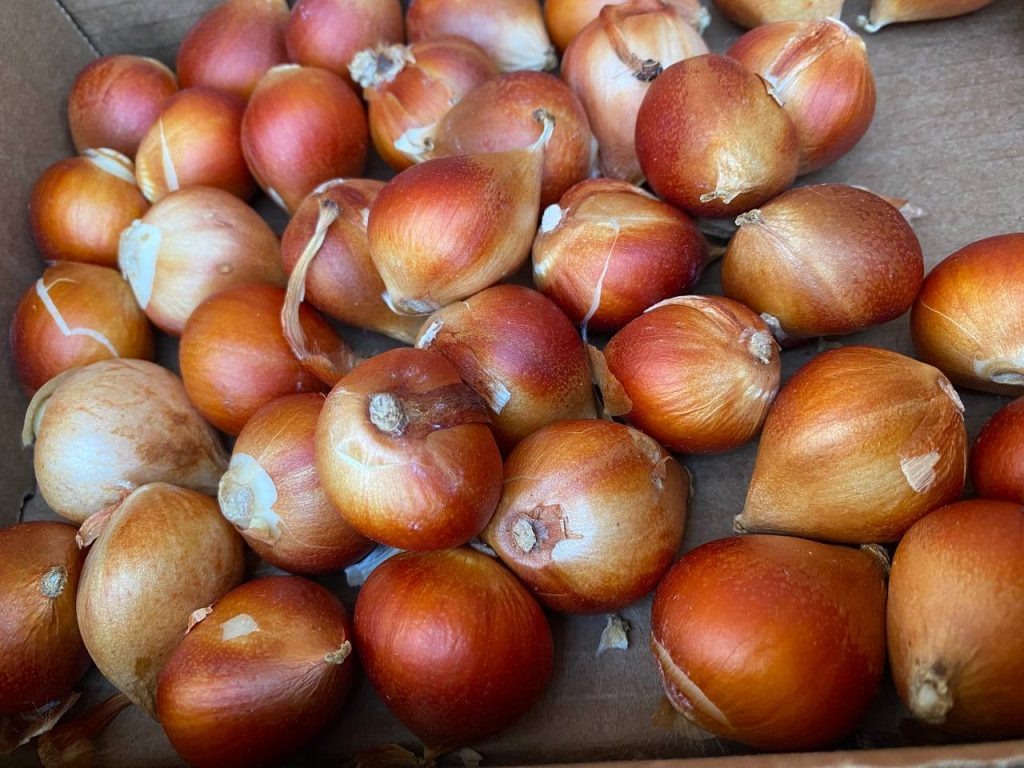    Луковицы тюльпанов. Фотография Алены Мальгиновой