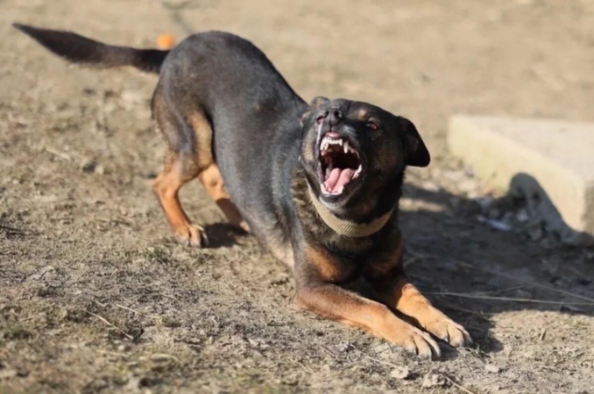     Собаки держат жителей деревни в страхе