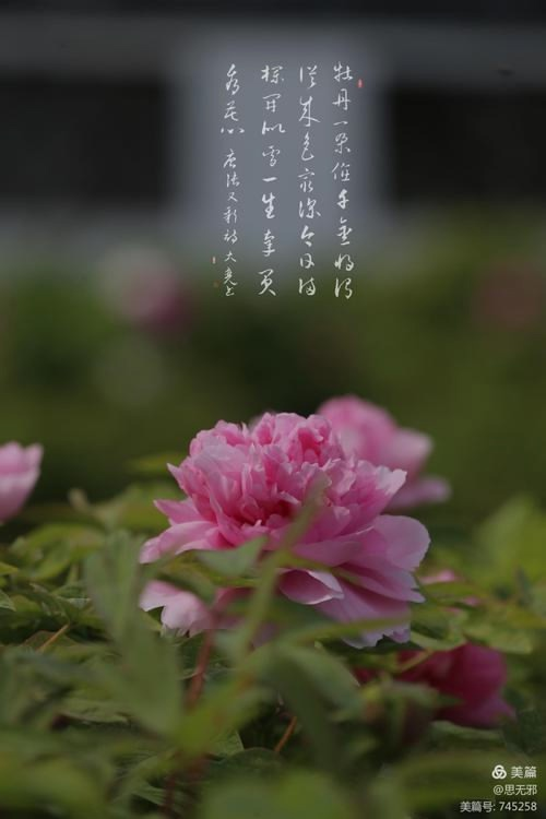 Пион" (《牡丹》, Mǔdān) Чжан Юсинь (张又新, Zhāng Yòuxīn), династия Тан. Источник изображения: baidu.com