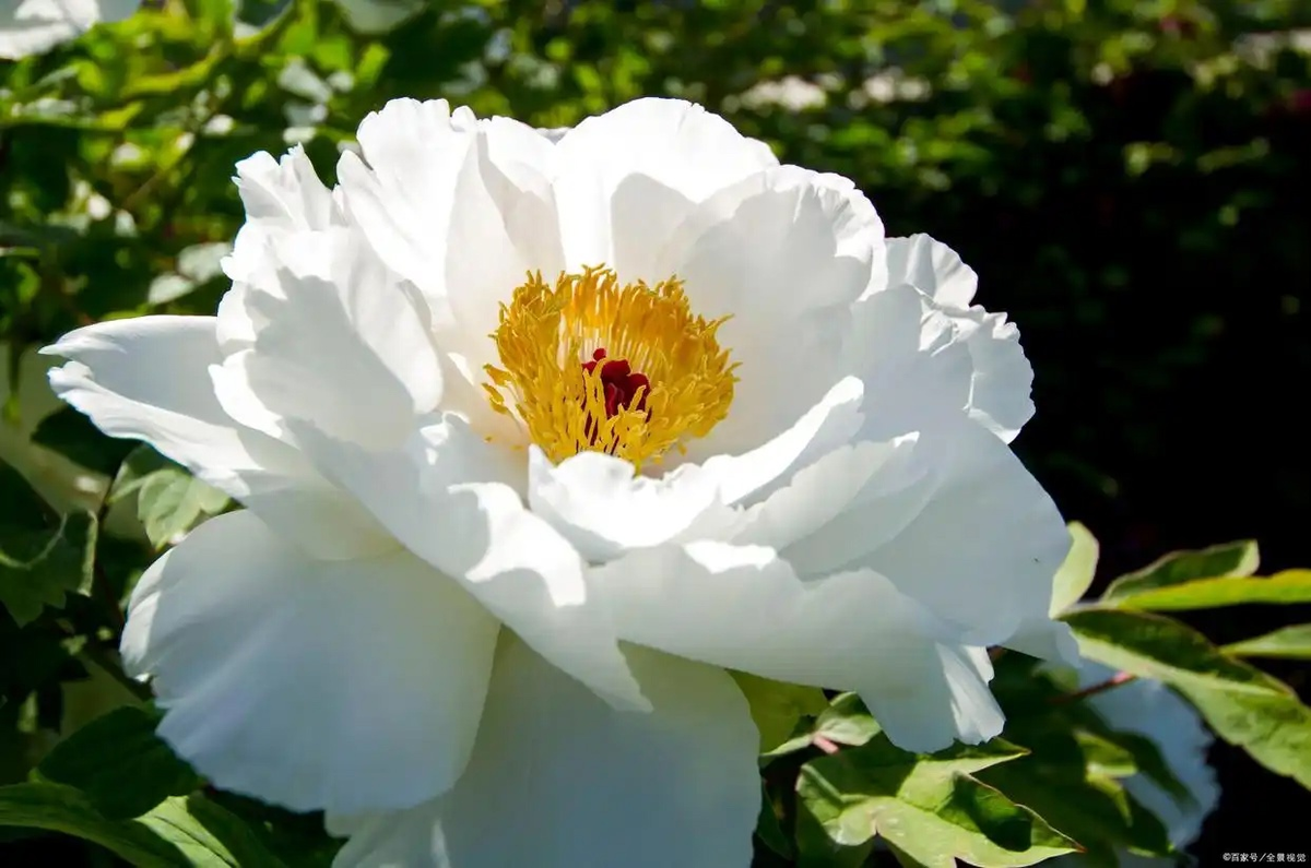 Источник изображения: baidu.com